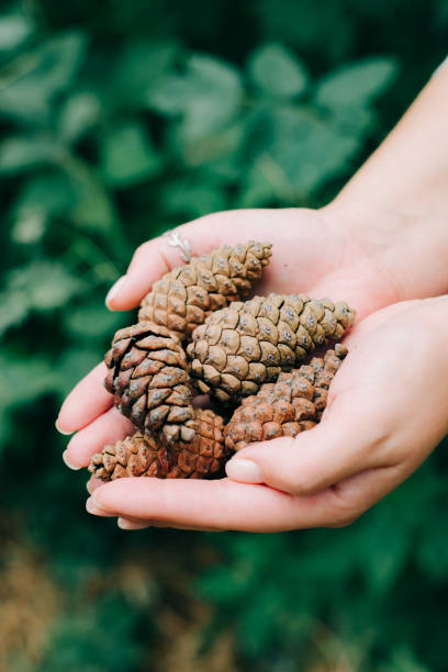 istock beautiful collected pine cones in hands in a pine forest 1206807641
