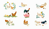 istock Set of farm or home chickens bird with rooster eating 1206807655