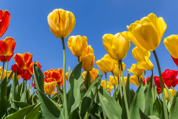 istock Red and yellow tulips againt a blue sky 1206807687