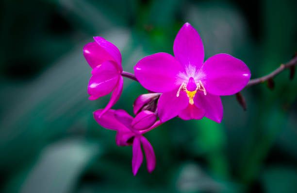 istock Three violet Orchids in the garden 1206807936