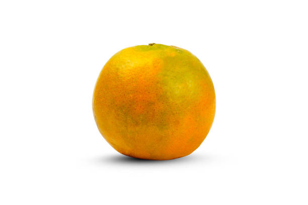 laranja mandarim isolada em fundo branco - isolated on white orange juice ripe leaf - fotografias e filmes do acervo