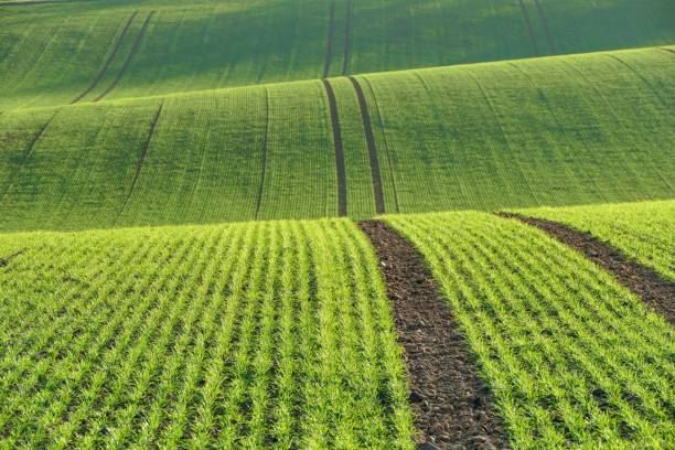 Winter wheat The trail in the bright green of the winter seed follows the undulating terrain sowing photos stock pictures, royalty-free photos & images