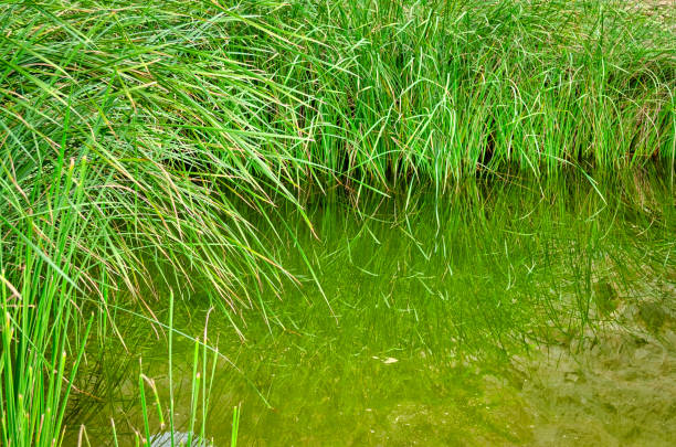 istock Bush grass in dirty water 1206810039