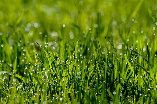 Morning green grass on the meadow with drops of dew.
