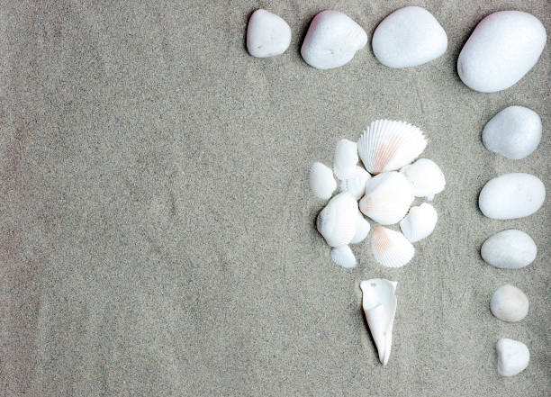 istock set of conch shells (ice cream shape, summer), and white stones on beach sand 1206811441