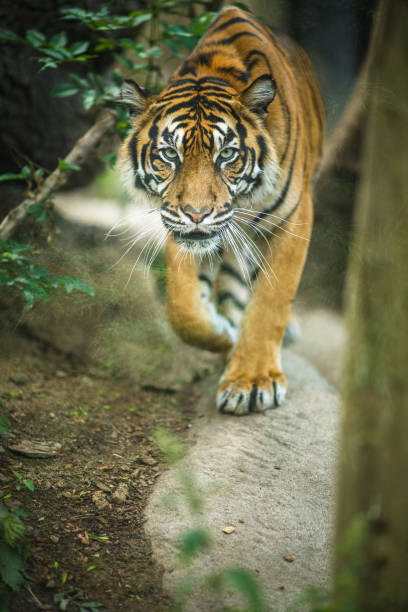 istock Closeup of a Siberian tiger 1206813044