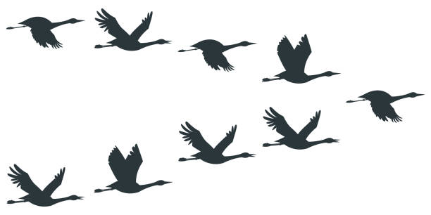 schar von kränen oder storch schwarze silhouette im fliegen. vektor flache illustration der vogelwanderung isoliert auf weißem hintergrund. - reiher stock-grafiken, -clipart, -cartoons und -symbole