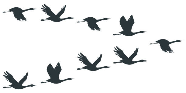 illustrations, cliparts, dessins animés et icônes de flock de grues ou silhouette noire de cigogne dans le vol. illustration plate de vecteur de migration d’oiseau d’isolement sur le fond blanc. - oie