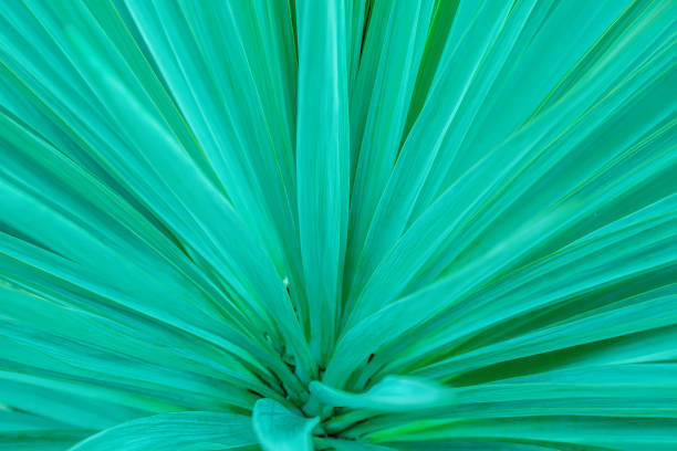 istock Aqua menthe phanton. Tropical leaf, blue tinted.Nature background. 1206814790
