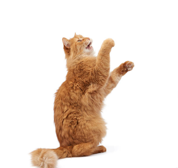 istock adult ginger fluffy cat raised his front paw up 1206816558