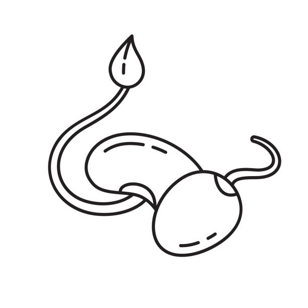 bohnensprossen mit blatt und sojabohnen-ikone. lineares logo - soybean isolated seed white background stock-grafiken, -clipart, -cartoons und -symbole