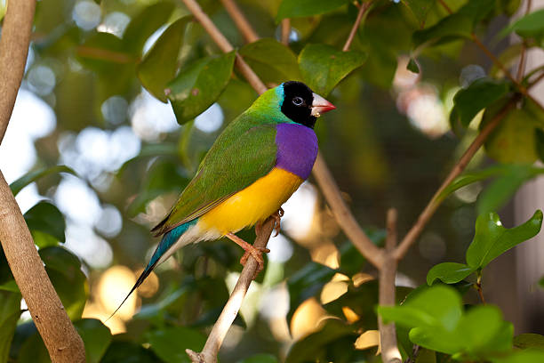 lady chloebia gouldiae - gouldian finch imagens e fotografias de stock