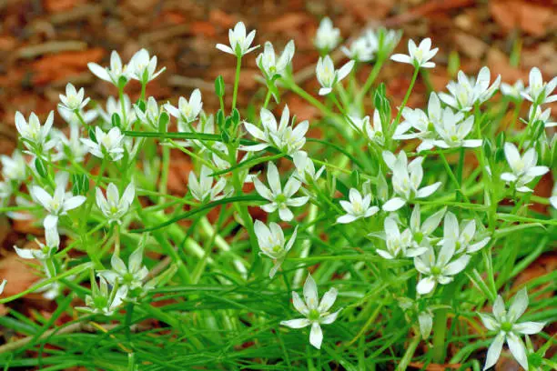 Ornithogalum umbellatum, commonly known as Star of Bethlehem, is a bulbous perennial. Leaves begin to droop and fade as the flower stems rise in late spring to early summer, each stem bearing 10-20 starry white flowers in an open, terminal clusters. Flowers open near noon and close at sunset or in a cloudy weather.