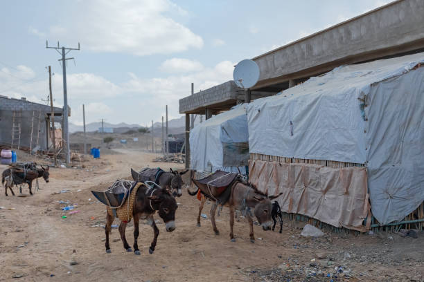 작업 당나귀, 아파르 삼각형 지역, 에티오피아 - animal africa ethiopia mule 뉴스 사진 이미지