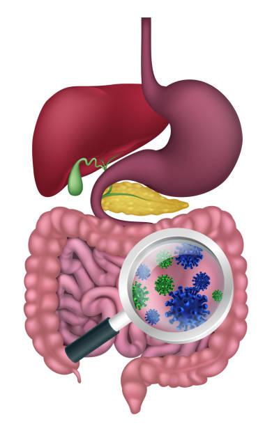 창 자 박테리아 소화 시스템 probiotic 식물 - magnification water looking glass stock illustrations