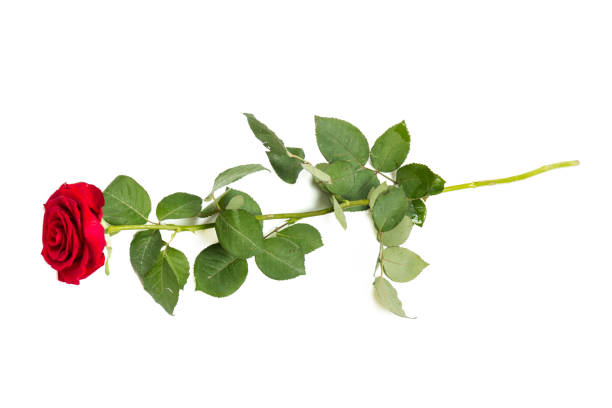 istock red rose flower isolated on white background.close up 1206819218