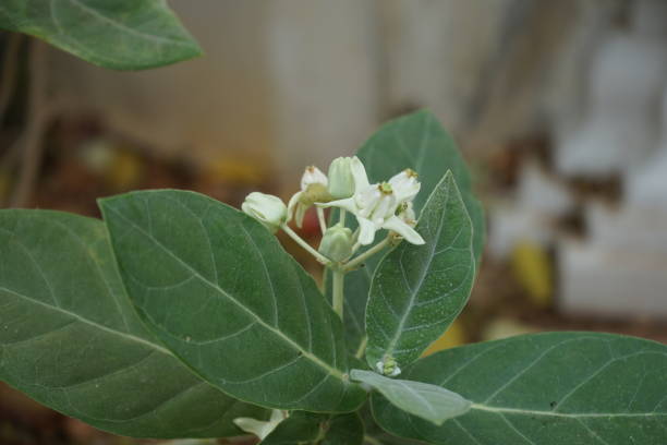 istock green leaves and flowers 1206820564