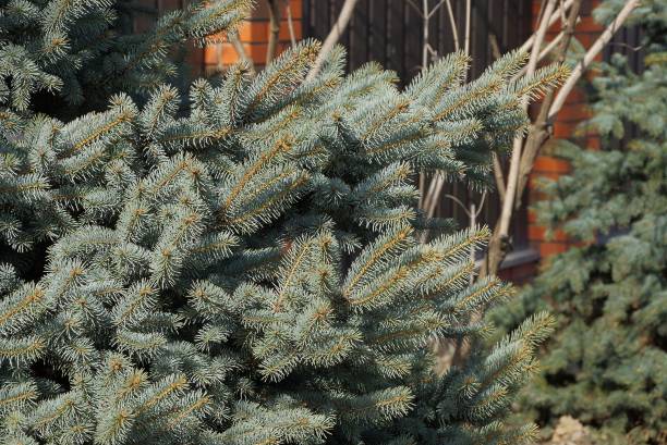 istock green coniferous tree branches spruce in nature 1206820667