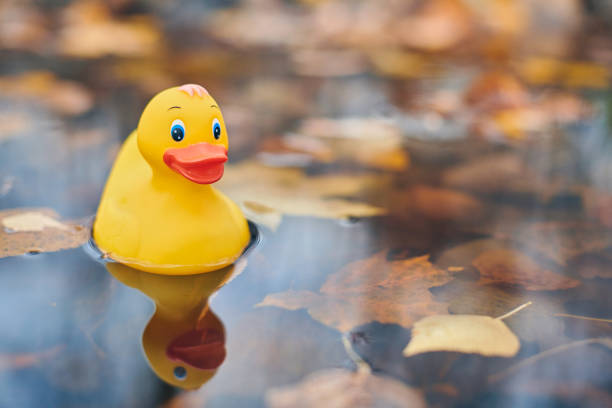 istock Duck toy in autumn puddle with leaves 1206820774