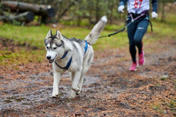 istock Canicross dog mushing race 1206820775