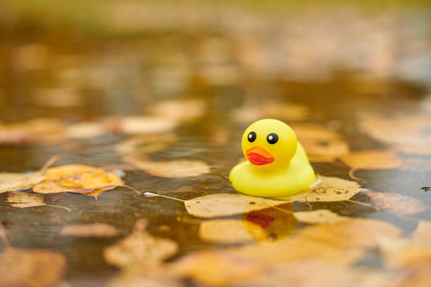 Autumn duck toy in puddle with leaves. Autumn symbol of change of seasons. Duck tales in city park. Fairweather concept