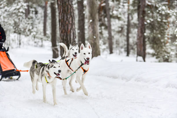 istock Husky sled dog running 1206820850