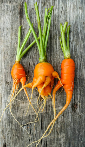 istock Fresh Carrots Over Vintage Wood Background 1206823439