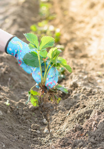 istock Woman planting spring flowers in backyard 1206823796