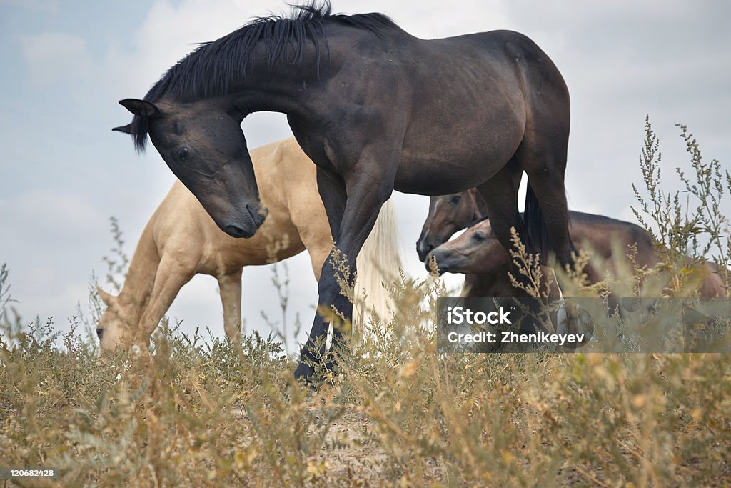 Los caballos - Foto de stock de Caballo - Familia del caballo libre de derechos