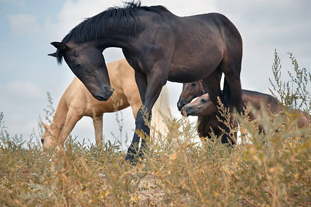 los caballos - hackney fotografías e imágenes de stock