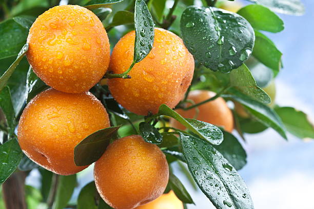 istock Ripe tangerines on a tree branch. 120682487