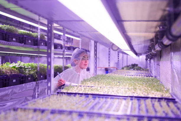 istock Female Worker in Nursery Greenhouse 1206825350