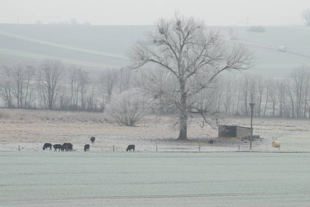 istock frosty grassland, Eifel in winter 1206825553