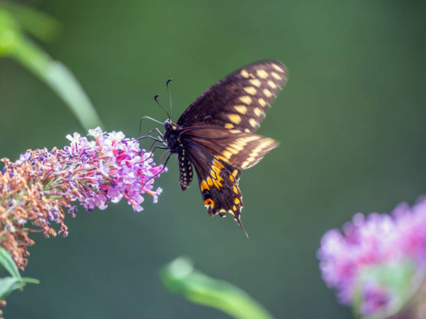 istock Black swallowtail butterfly in summer 1206826431