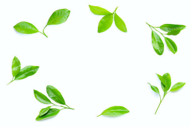 istock Frame made of citrus leaves on white background. 1206827501