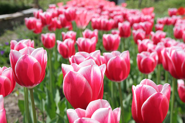 field of tulips stock photo