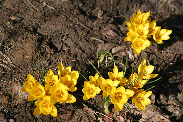 Yellow crocus stock photo