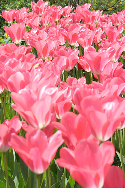 field of tulips stock photo