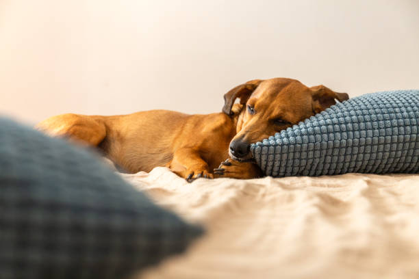 istock Red wiener dog cuddle on the bed. 1206830110