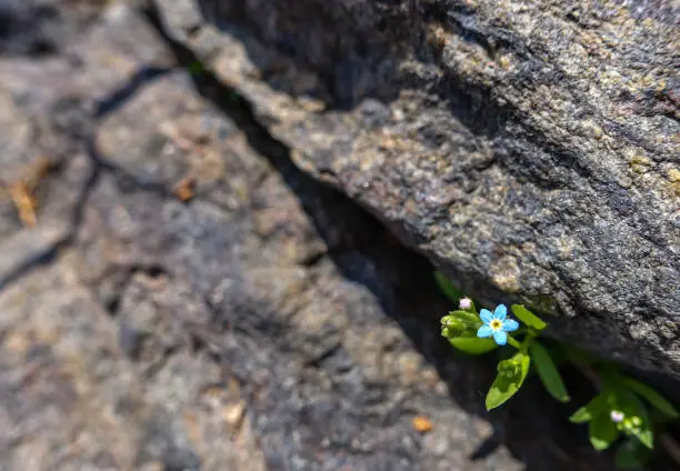 tiny blue flower growing out of a crack in a rock