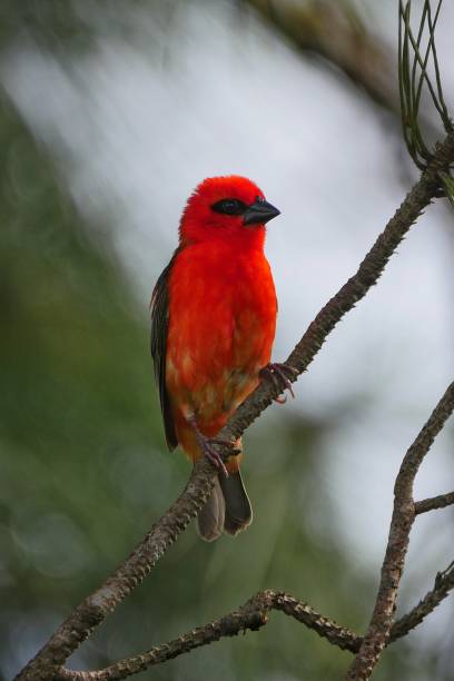 istock Red Fody bird perching in natural environment 1206831724