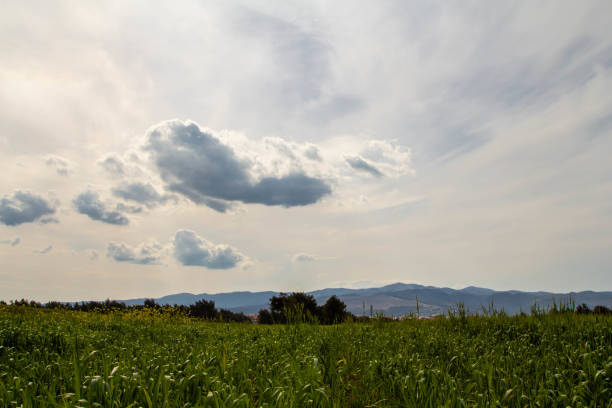 Field crops with sunshine and warm tones. Grass field at morning. The photos taken in izmir, Turkey.