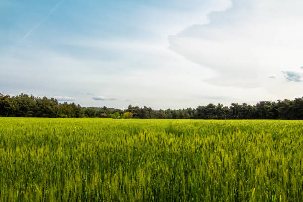 Field crops with sunshine and warm tones. Grass field at morning. The photos taken in izmir, Turkey.