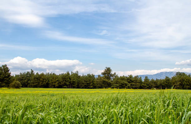 istock A corn field in spring with beatiful light HDR stock photo 1206833555
