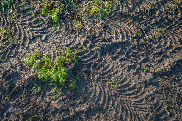 Tire tracks in mud