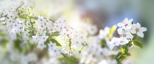 White blooming cherry branches in spring. Horizontal close-up with short depth of focus, sunshine and bokeh. Space for text.