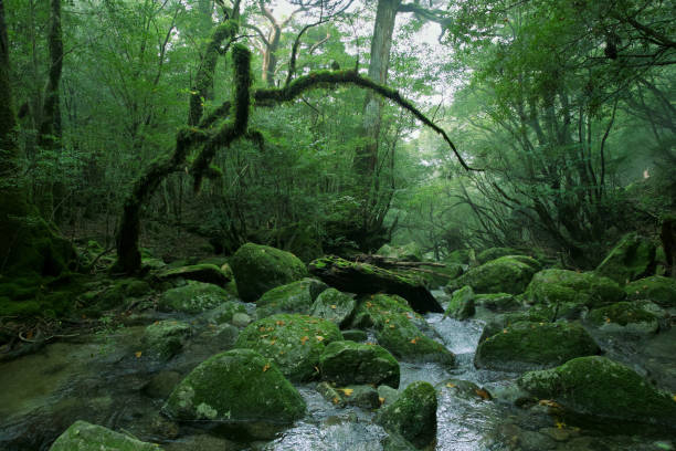 istock Silent scenery in Yakushima island 1206835495