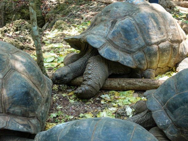 istock Huge turtles in their natural habitat 1206835503