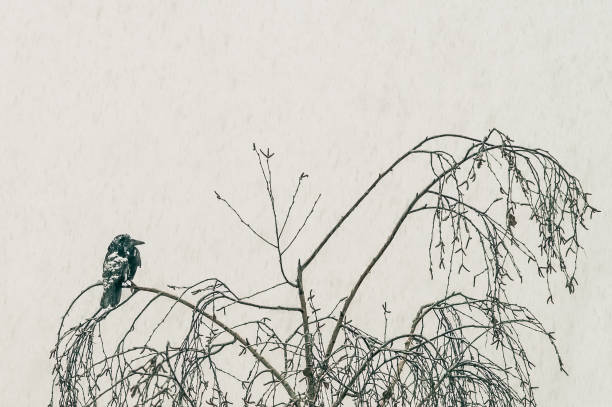 Black rook (Corvus frugilegus) sitting on a bare birch branch under falling snow