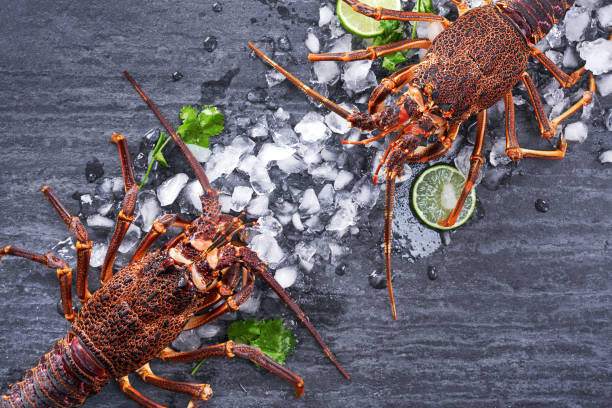 lagosta de rocha fresca crua, lagosta de rocha da costa oeste, jasus lalandii em um fundo escuro com cubos de gelo frios. - cape rock lobster - fotografias e filmes do acervo